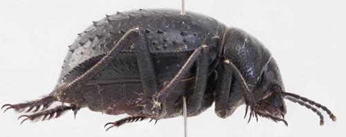 Réf. 254 527 : Pimelia sp.
